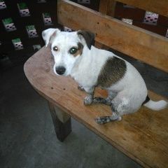 Подробнее об объявлении «Орел Пропала собака помогите найти любимую собаку» Фото: пропала собака Джек рассел терьер «Орел Пропала собака помогите найти любимую собаку» в г. Орел