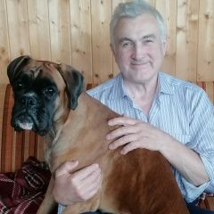 Подробнее об объявлении «Пропала собака немецкий боксер Москва» Фото: пропала собака Боксер «Пропала собака немецкий боксер Москва» в г. Москва