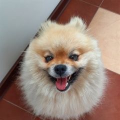 Подробнее об объявлении «Тюмень Пропала собака кобель породы шпиц помиран» Фото: пропала собака Померанский шпиц «Тюмень Пропала собака кобель породы шпиц помиран» в г. Тюмень