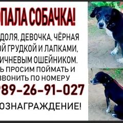 Подробнее об объявлении «Пропала собака станица новотитаровская Краснодар» Фото: пропала собака  «Пропала собака станица новотитаровская Краснодар» в г. Краснодар
