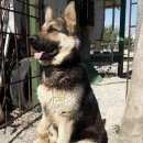 Подробнее об объявлении «Анапа Пропала собака кобель» Фото: пропала собака Немецкая овчарка «Анапа Пропала собака кобель» в г. Анапа