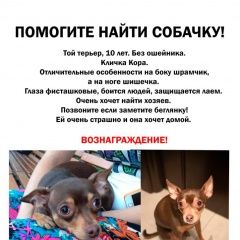 Подробнее об объявлении «Пропала собака Щелково» Фото: пропала собака Той-терьер «Пропала собака Щелково» в г. Щелково