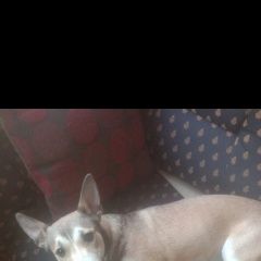 Подробнее об объявлении «Пропала собака Санкт-Петербург» Фото: пропала собака  «Пропала собака Санкт-Петербург» в г. Санкт-Петербург