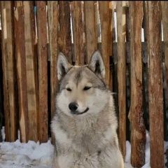 Подробнее об объявлении «Ульяновск Пропала собака кобель» Фото: пропала собака  «Ульяновск Пропала собака кобель» в г. Ульяновск