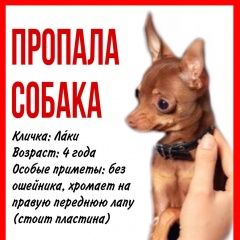 Подробнее об объявлении «Одинцово Пропала собака кобель» Фото: пропала собака Русский той-терьер «Одинцово Пропала собака кобель» в г. Одинцово