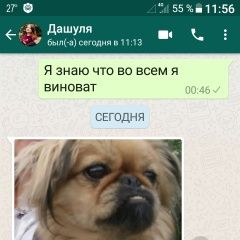 Подробнее об объявлении «Пропала собака рыжего цвета пикинес Курган» Фото: пропала собака Пекинес «Пропала собака рыжего цвета пикинес Курган» в г. Курган