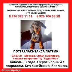 Подробнее об объявлении «Пропала собака кобель Москва» Фото: пропала собака Такса «Пропала собака кобель Москва» в г. Москва