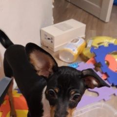 Подробнее об объявлении «Лобня Пропала собака кобель» Фото: пропала собака  «Лобня Пропала собака кобель» в г. Лобня