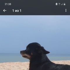 Подробнее об объявлении «Анапа Пропала собака кобель тойтерьер в супсех, зовут сергей.» Фото: пропала собака Русский той-терьер «Анапа Пропала собака кобель тойтерьер в супсех,...» в г. Анапа