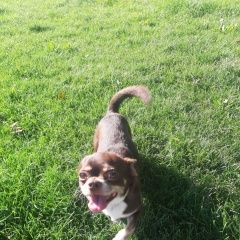 Подробнее об объявлении «Пропала собака чихуахуа коричневого цвет Самара» Фото: пропала собака  «Пропала собака чихуахуа коричневого цвет Самара» в г. Самара