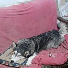 Подробнее об объявлении «Туапсе Пропала собака» Фото: пропала собака Сибирская хаски «Туапсе Пропала собака» в г. Туапсе