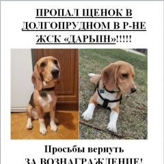 Подробнее об объявлении «Пропала собака Долгопрудный» Фото: пропала собака Бигль «Пропала собака Долгопрудный» в г. Долгопрудный