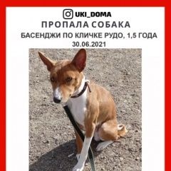 Подробнее об объявлении «Пропала собака кобель Санкт-Петербург» Фото: пропала собака Басенджи «Пропала собака кобель Санкт-Петербург» в г. Санкт-Петербург