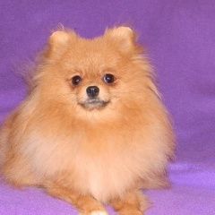 Подробнее об объявлении «Пропала собака Санкт-Петербург» Фото: пропала собака Немецкий шпиц «Пропала собака Санкт-Петербург» в г. Санкт-Петербург