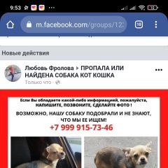 Подробнее об объявлении «Пропала собака щенок той терьер. Москва» Фото: пропала собака Той-терьер «Пропала собака щенок той терьер. Москва» в г. Москва