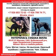 Подробнее об объявлении «Пропала собака сао и сзао Москва» Фото: пропала собака  «Пропала собака сао и сзао Москва» в г. Москва