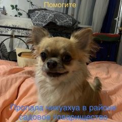 Подробнее об объявлении «Пропала собака кобель 50.000, 00 вознаграждение Москва» Фото: пропала собака Чау-чау «Пропала собака кобель 50.000, 00 вознаграждение...» в г. Москва