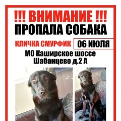 Подробнее об объявлении «Пропала собака кобель песик напуган сбежал. Москва» Фото: пропала собака  «Пропала собака кобель песик напуган сбежал. Москва» в г. Москва