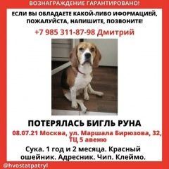 Подробнее об объявлении «Пропала собака бигль, девочка, красный ошейник сзао Москва» Фото: пропала собака Бигль «Пропала собака бигль, девочка, красный ошейник...» в г. Москва