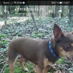 Подробнее об объявлении «Геленджик Пропала собака кобель той из архипо-осиповки» Фото: пропала собака Той-терьер «Геленджик Пропала собака кобель той из...» в г. Геленджик