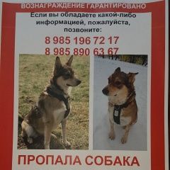 Подробнее об объявлении «Пропала собака Москва» Фото: пропала собака  «Пропала собака Москва» в г. Москва