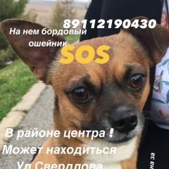 Подробнее об объявлении «Пропала собака кобель помогите найти в центре города Уфа» Фото: пропала собака  «Пропала собака кобель помогите найти в центре...» в г. Уфа