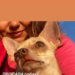 Подробнее об объявлении «Тюмень Пропала собака кобель за вознаграждение» Фото: пропала собака Чихуахуа «Тюмень Пропала собака кобель за вознаграждение» в г. Тюмень