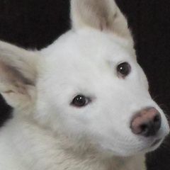 Подробнее об объявлении «Пропала собака кобель Самара» Фото: пропала собака  «Пропала собака кобель Самара» в г. Самара