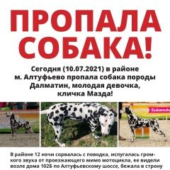 Подробнее об объявлении «Пропала собака Москва» Фото: пропала собака Далматин «Пропала собака Москва» в г. Москва