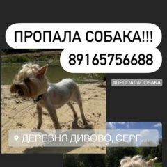 Подробнее об объявлении «Пропала собака Сергиев Посад» Фото: пропала собака Йоркширский терьер «Пропала собака Сергиев Посад» в г. Сергиев Посад