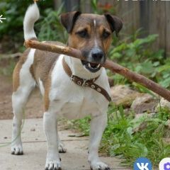 Подробнее об объявлении «Чита Пропала собака кобель помогите найти» Фото: пропала собака Джек рассел терьер «Чита Пропала собака кобель помогите найти» в г. Чита