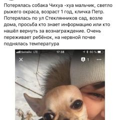 Подробнее об объявлении «Пропала собака кобель Калуга» Фото: пропала собака Чихуахуа «Пропала собака кобель Калуга» в г. Калуга