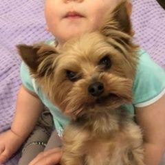 Подробнее об объявлении «Пропала собака кобель Санкт-Петербург» Фото: пропала собака Йоркширский терьер «Пропала собака кобель Санкт-Петербург» в г. Санкт-Петербург