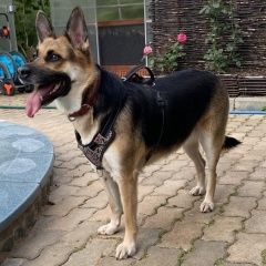 Подробнее об объявлении «Шлиссельбург Пропала собака потерялась собака найда» Фото: пропала собака  «Шлиссельбург Пропала собака потерялась собака...» в г. Шлиссельбург