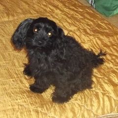 Подробнее об объявлении «Подольск Пропала собака кобель черная собака по кличке митя» Фото: пропала собака Йоркширский терьер «Подольск Пропала собака кобель черная собака по...» в г. Подольск