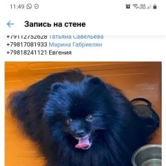 Подробнее об объявлении «Пропала собака кобель шпиц Санкт-Петербург» Фото: пропала собака  «Пропала собака кобель шпиц Санкт-Петербург» в г. Санкт-Петербург