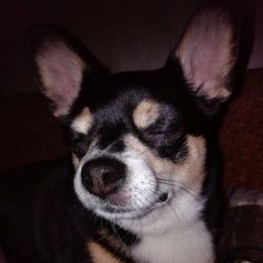 Подробнее об объявлении «Пропала собака кобель чип кабель черный чихуахуа в районе ме Санкт-Петербург» Фото: пропала собака Чихуахуа «Пропала собака кобель чип кабель черный...» в г. Санкт-Петербург