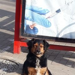 Подробнее об объявлении «Ростов-на-Дону Пропала собака» Фото: пропала собака Бернская горная пастушья собака «Ростов-на-Дону Пропала собака» в г. Ростов-на-Дону