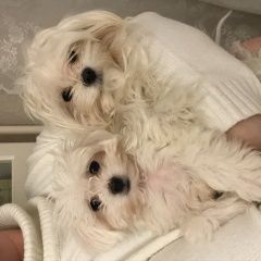 Подробнее об объявлении «Пропала собака кобель в районе манжерока (озёрное) Горно-Алтайск» Фото: пропала собака Мальтийская болонка «Пропала собака кобель в районе манжерока...» в г. Горно-Алтайск