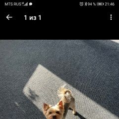 Подробнее об объявлении «Орел Пропала собака кобель иорк.» Фото: пропала собака  «Орел Пропала собака кобель иорк.» в г. Орел