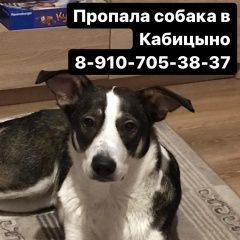 Подробнее об объявлении «Обнинск Пропала собака» Фото: пропала собака  «Обнинск Пропала собака» в г. Обнинск