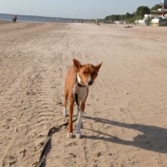 Подробнее об объявлении «Пропала собака кобель Санкт-Петербург» Фото: пропала собака Басенджи «Пропала собака кобель Санкт-Петербург» в г. Санкт-Петербург