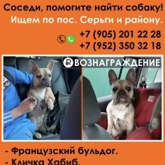 Подробнее об объявлении «Пропала собака кобель Санкт-Петербург» Фото: пропала собака Французский бульдог «Пропала собака кобель Санкт-Петербург» в г. Санкт-Петербург