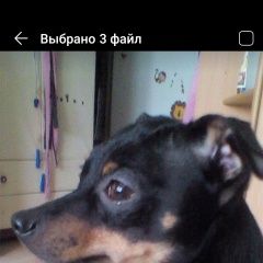 Подробнее об объявлении «Пропала собака кобель пожалуйста верните моего мальчика Муром» Фото: пропала собака Русский той-терьер «Пропала собака кобель пожалуйста верните моего...» в г. Муром