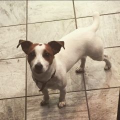 Подробнее об объявлении «Пропала собака кобель джек рассел терьер Можайск» Фото: пропала собака Джек рассел терьер «Пропала собака кобель джек рассел терьер Можайск» в г. Можайск