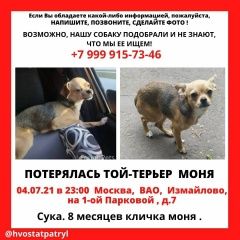 Подробнее об объявлении «Пропала собака кличка:моня. Москва» Фото: пропала собака Русский той-терьер «Пропала собака кличка:моня. Москва» в г. Москва