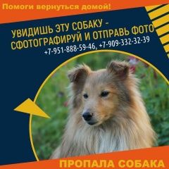Подробнее об объявлении «Пропала собака Саратов» Фото: пропала собака  «Пропала собака Саратов» в г. Саратов