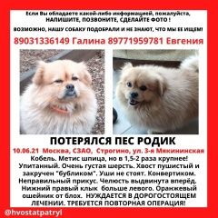 Подробнее об объявлении «Пропала собака продолжаем поиски Москва» Фото: пропала собака  «Пропала собака продолжаем поиски Москва» в г. Москва
