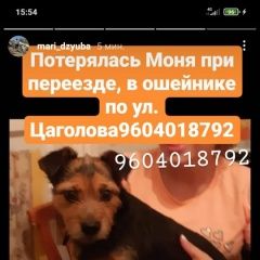 Подробнее об объявлении «Пропала собака Владикавказ» Фото: пропала собака  «Пропала собака Владикавказ» в г. Владикавказ