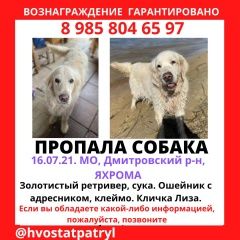 Подробнее об объявлении «Дмитров Пропала собака» Фото: пропала собака Голден ретривер «Дмитров Пропала собака» в г. Дмитров